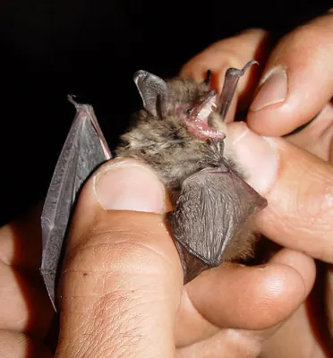 Whiskered bat, european whiskered bat