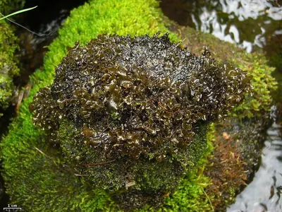 Peltigera gowardii