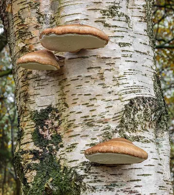 Birch polypore