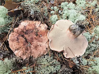 Hydnellum scabrosum