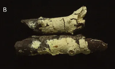 Phanerochaete cystidiata