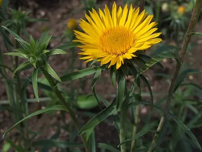 Pentanema ensifolium