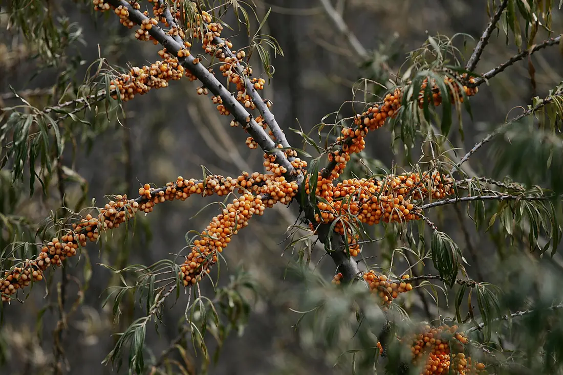 Hippophae rhamnoides (Sea Buckthorn), Sevan Botanical Garden2