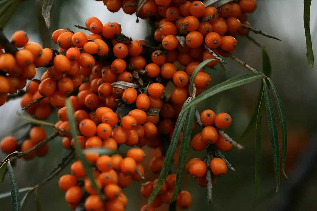 Hippophae rhamnoides (Sea Buckthorn), Sevan Botanical Garden