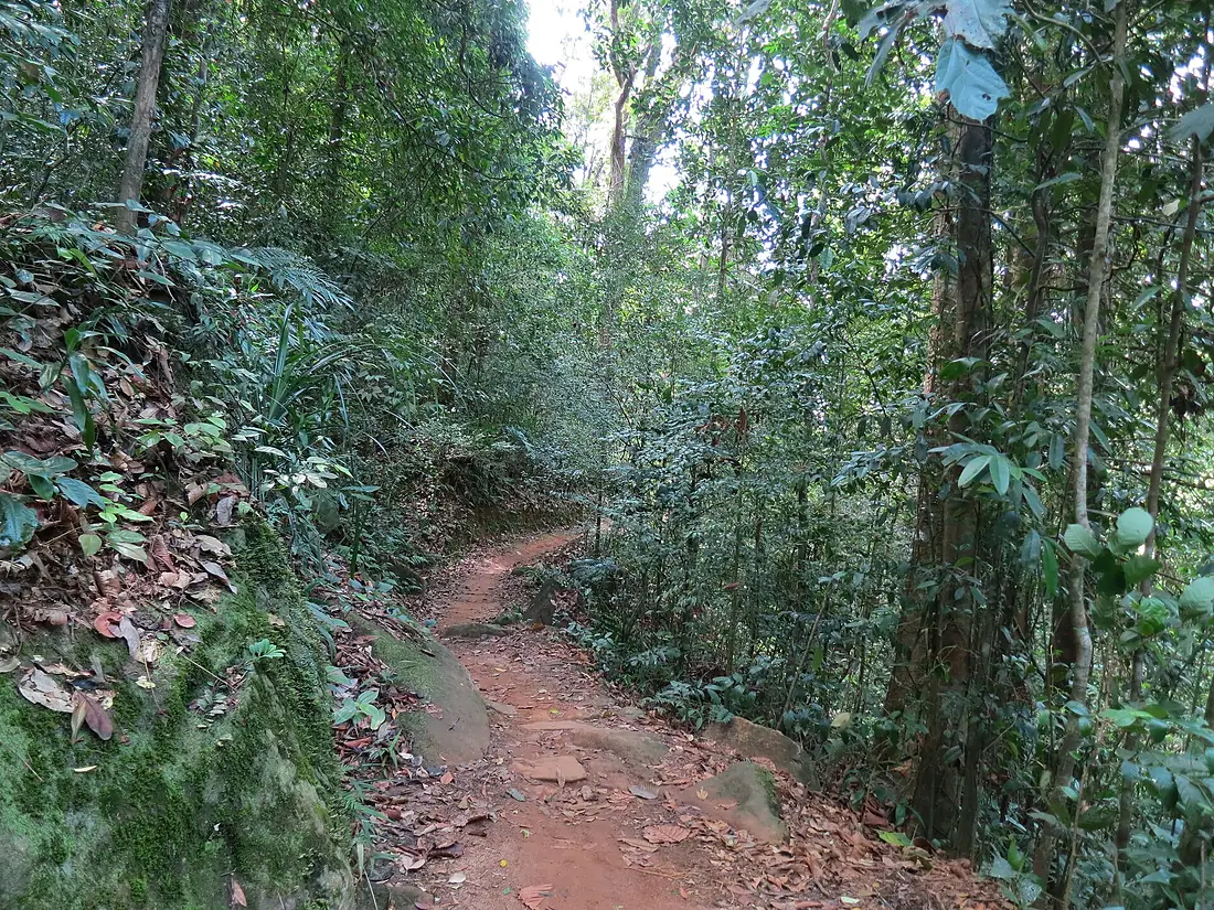 Sinharaja Forest trail 2