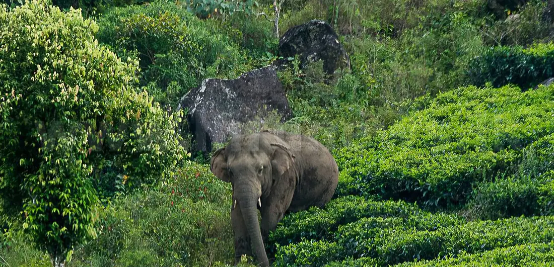 Sinharaja elephants 2