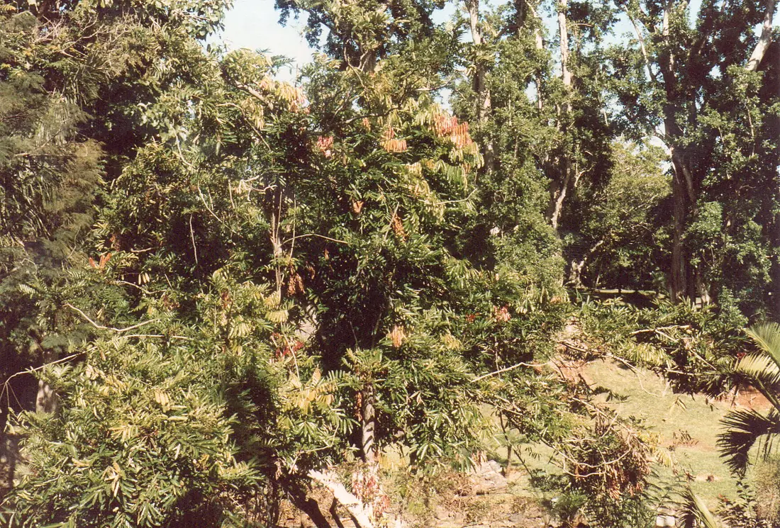 Jardin de Pamplemousses (3000869217)