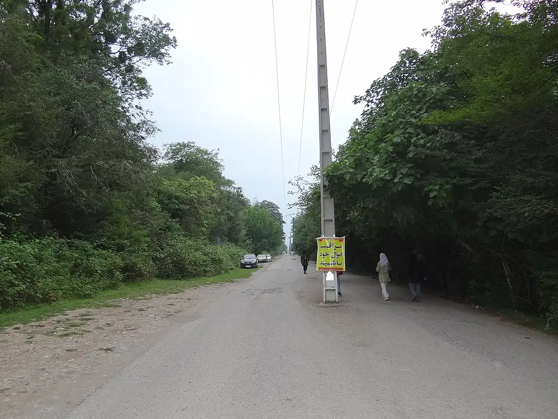 Sisangan Forest - panoramio (1)