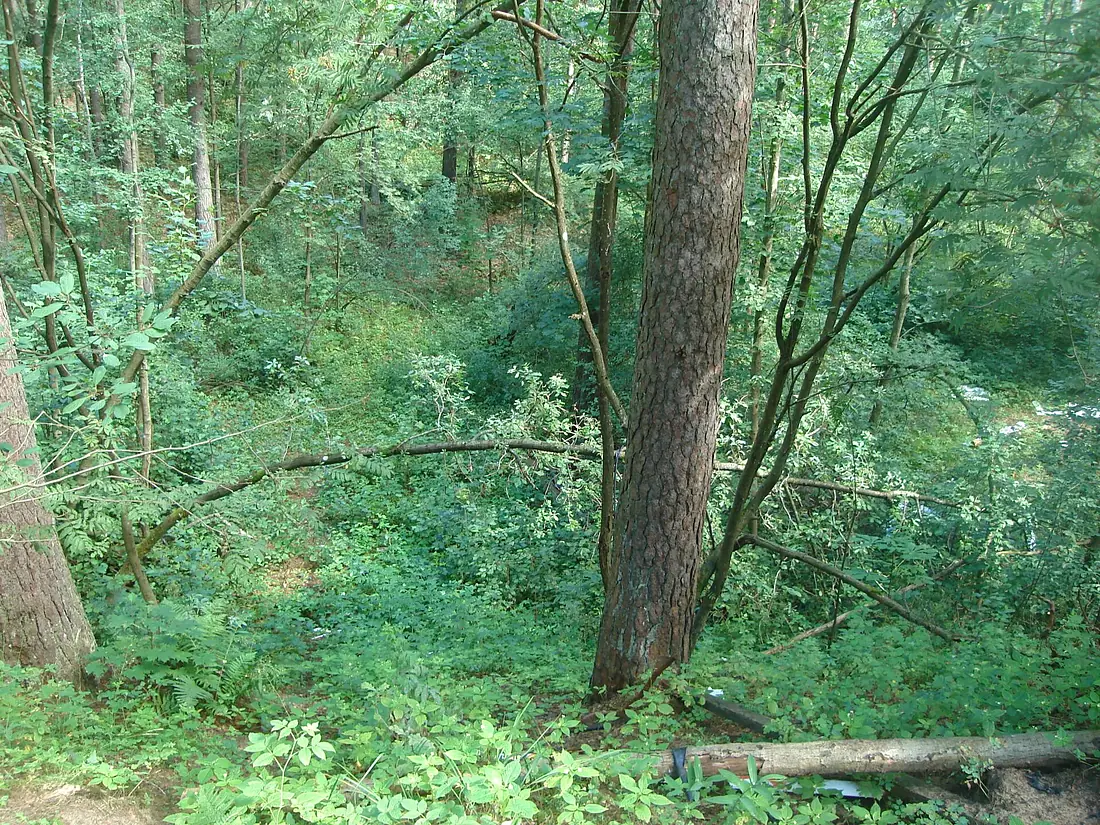 Лес кусты - mikroskops - Panoramio