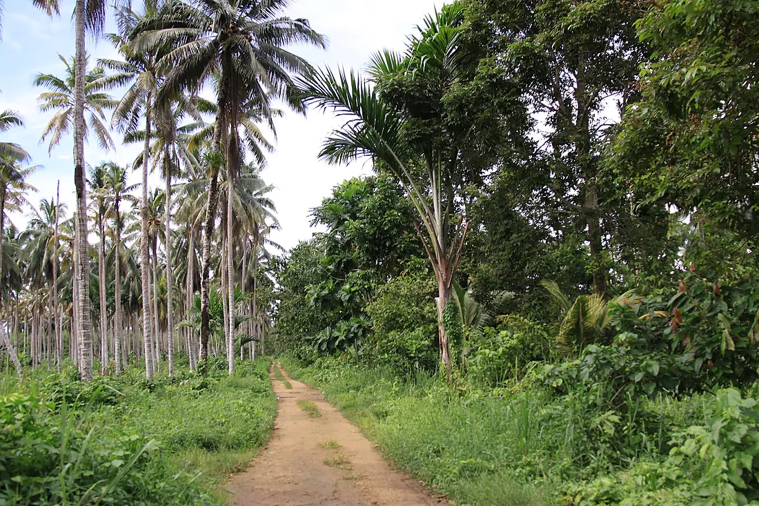 Malaita, Solomon Island (22672889164)