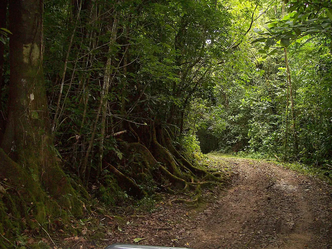 Forestandcoralroads
