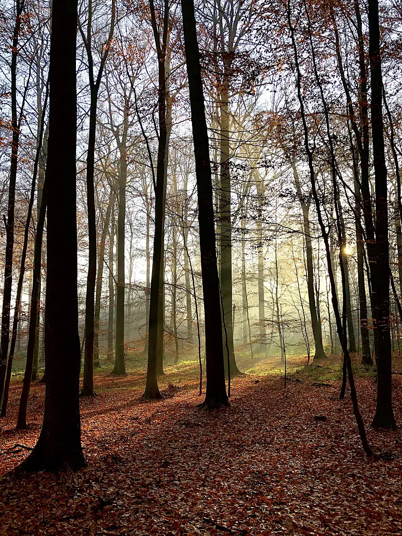 Autumn light in the Sonian Forest