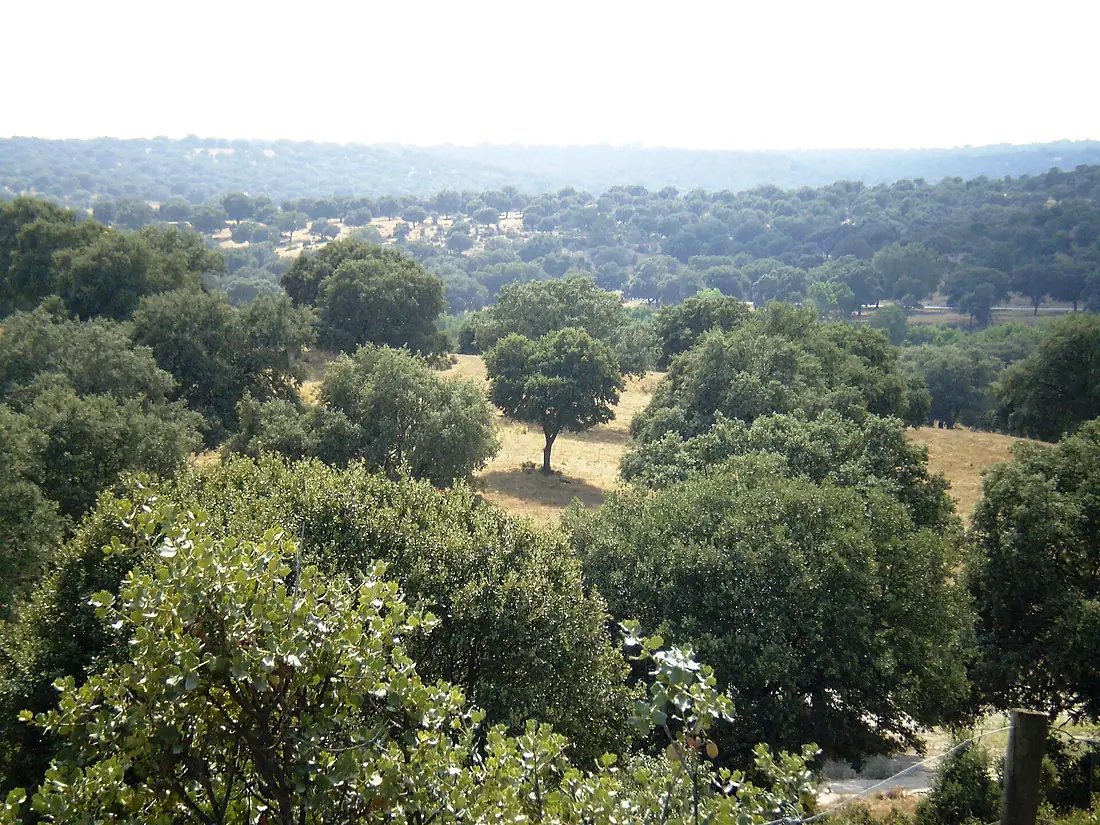 Soto de Viñuelas 2