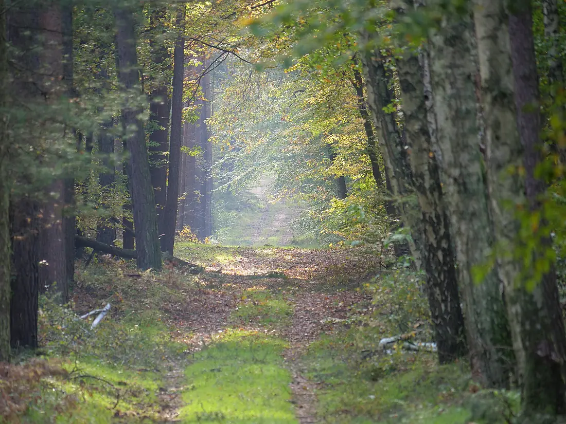 Track in the Spandauer Forst