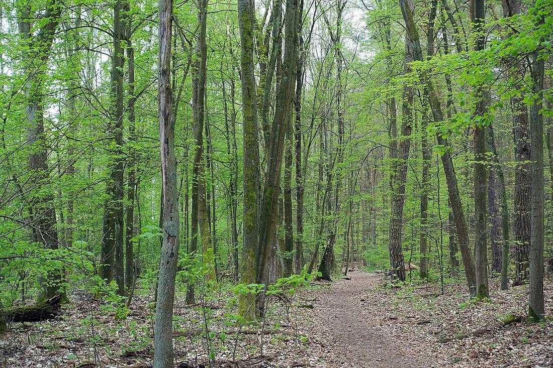 Spandauer Forst in Berlin-Hakenfelde, Bild 1