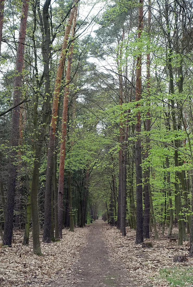 Spandauer Forst in Berlin-Hakenfelde, Bild 2