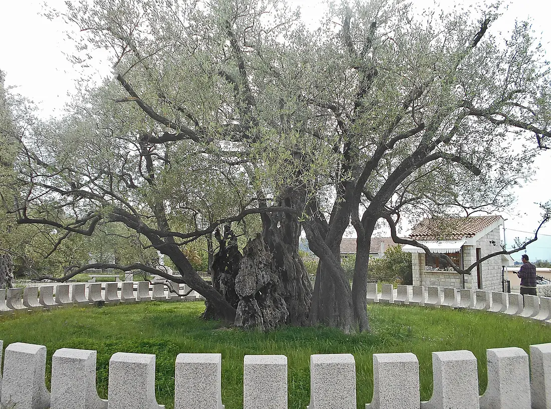 Old olive in Bar, Montenegro