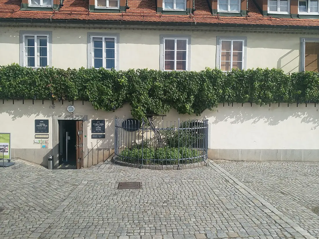 Alter und Schönheit. Weinrebe in Maribor (51409348731)