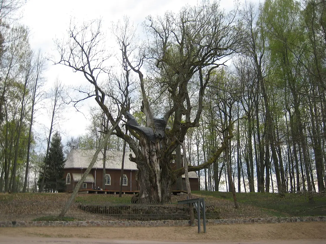 Stelmužė 32295, Lithuania - panoramio (2)