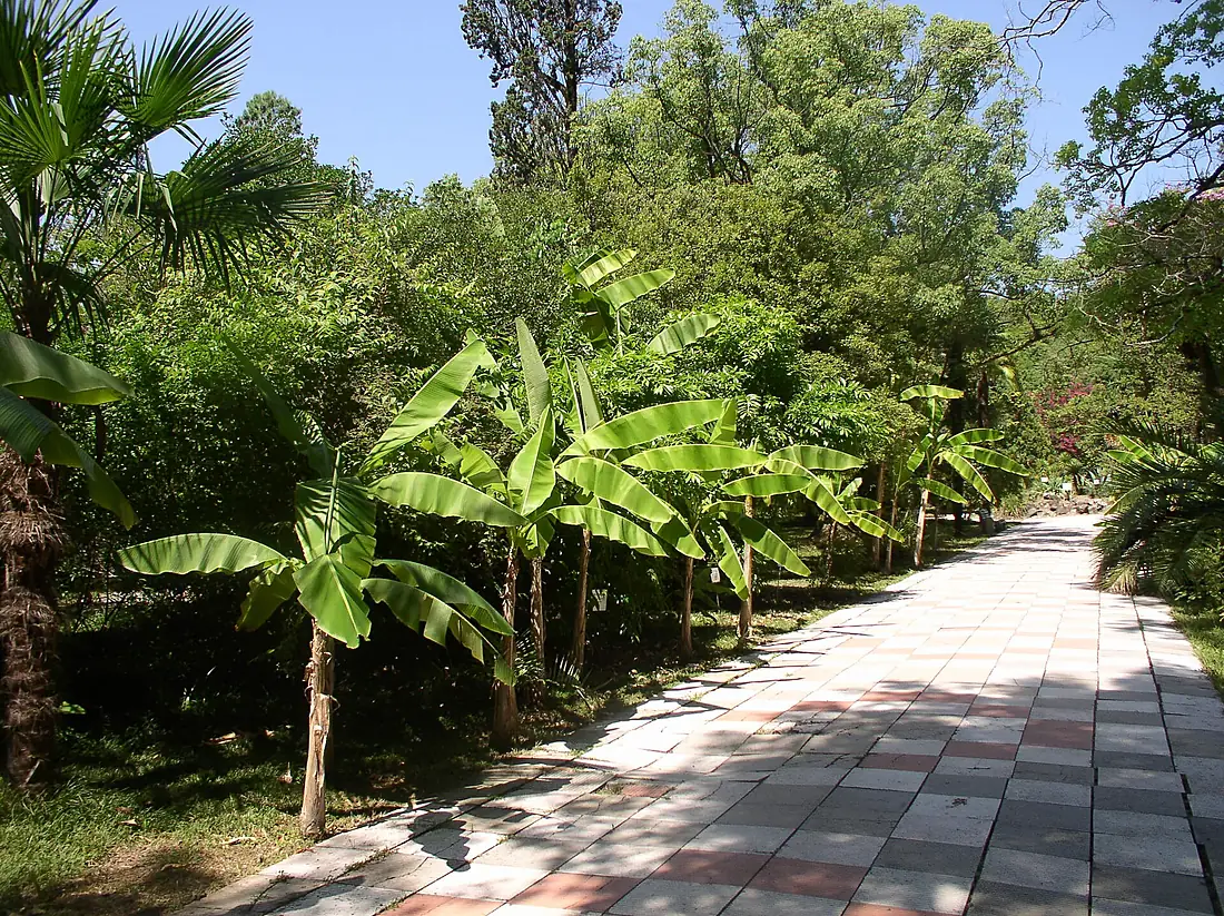 Sukhumi botanical garden main alley