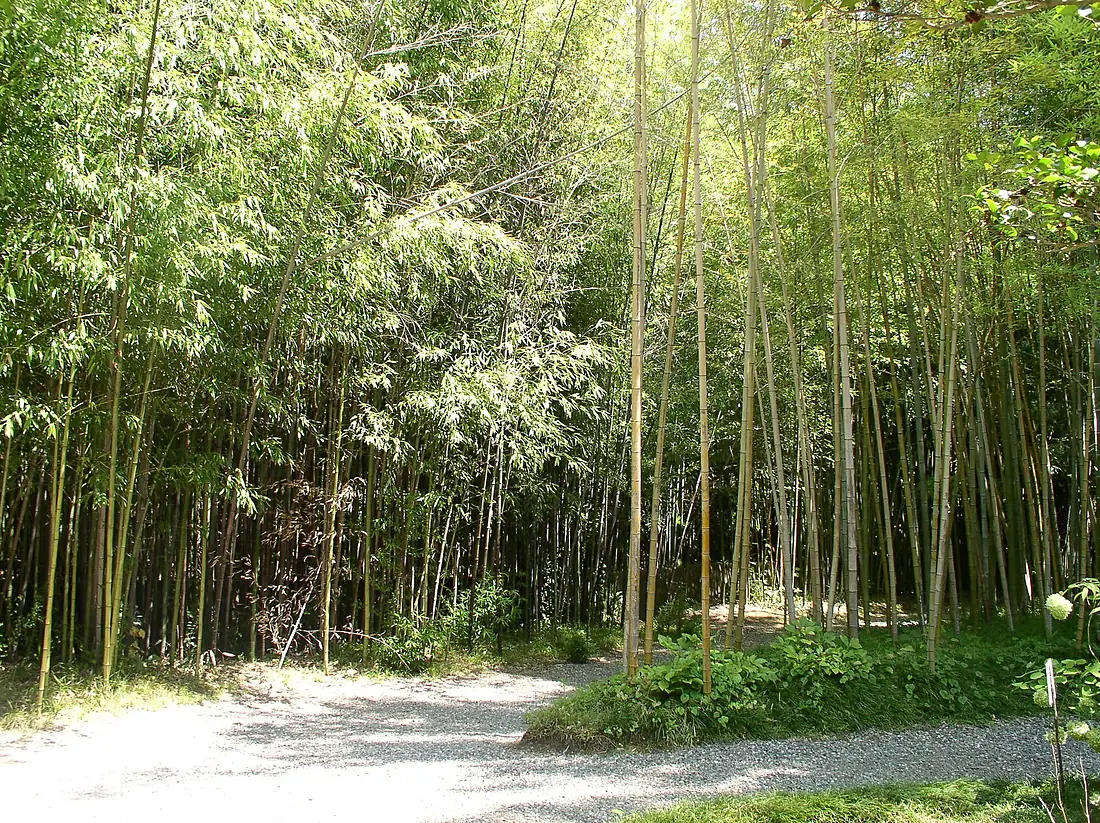 Bamboo grove Sukhumi