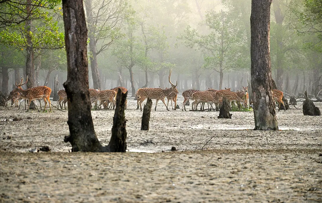 Axishirsche in den Sundarbans