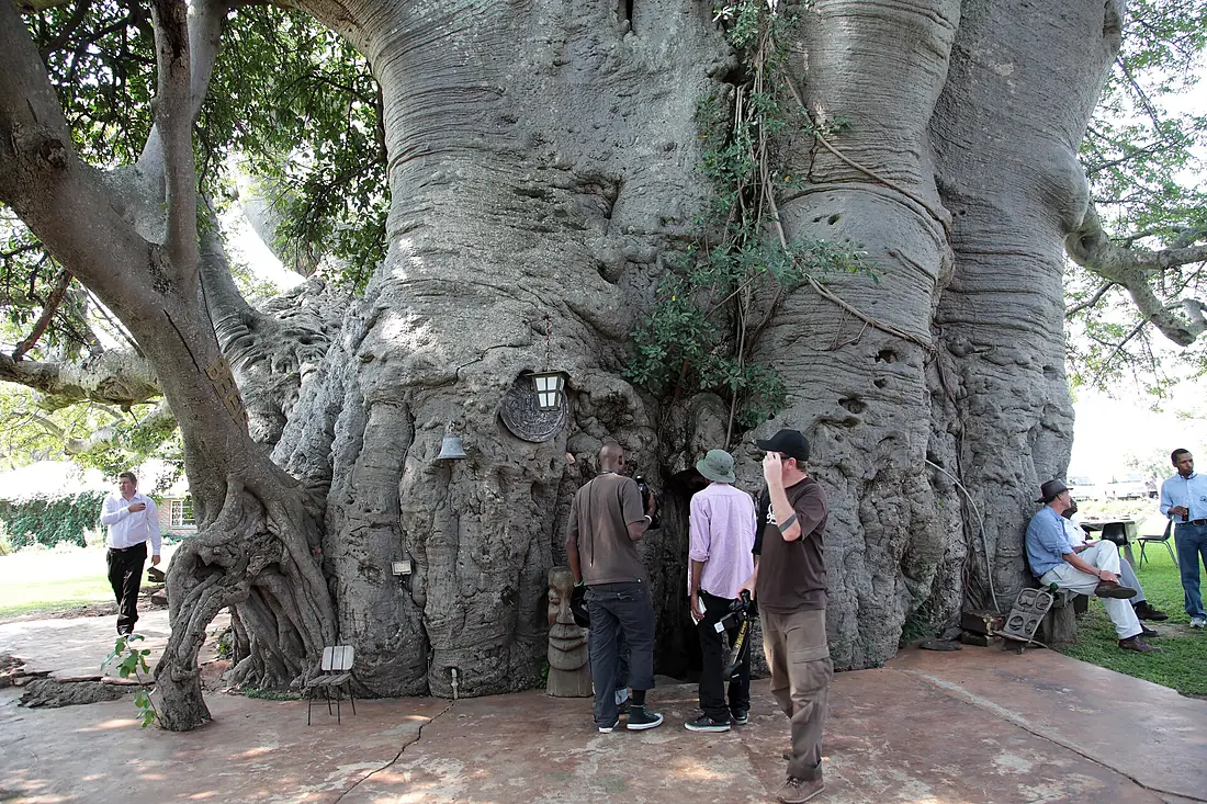 Sunland Baobab, Limpopo, South Africa (5613316944)