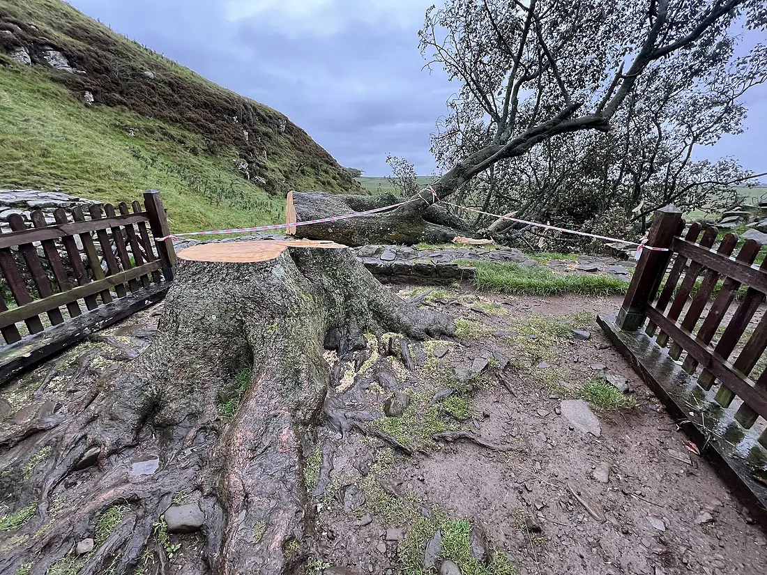 FelledSycamoreTree