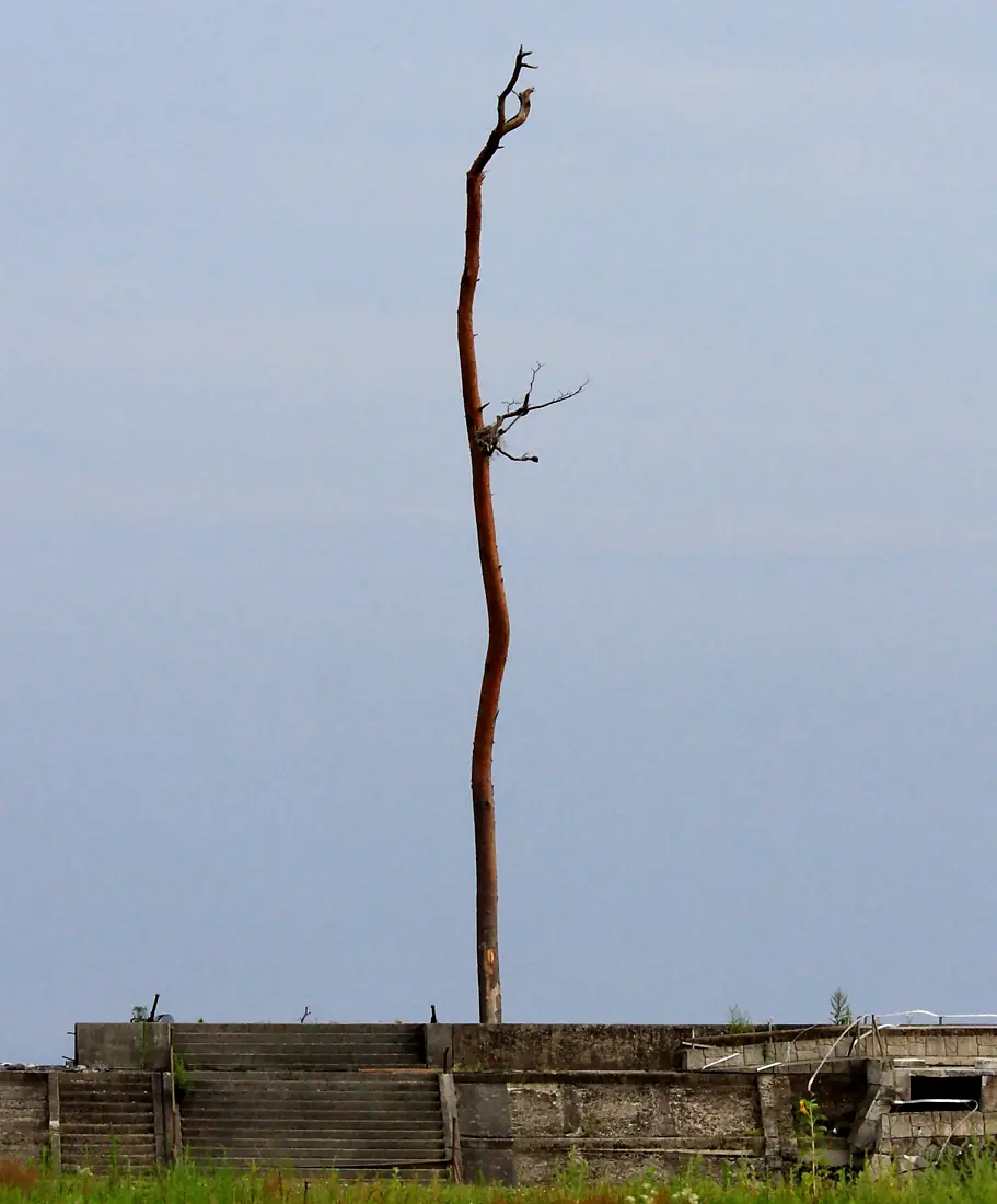 Another miracle pine tree in Rikuzentakata