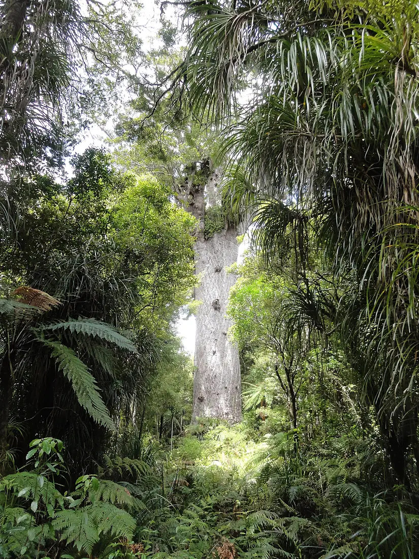 Kiekie Tane Mahuta 2
