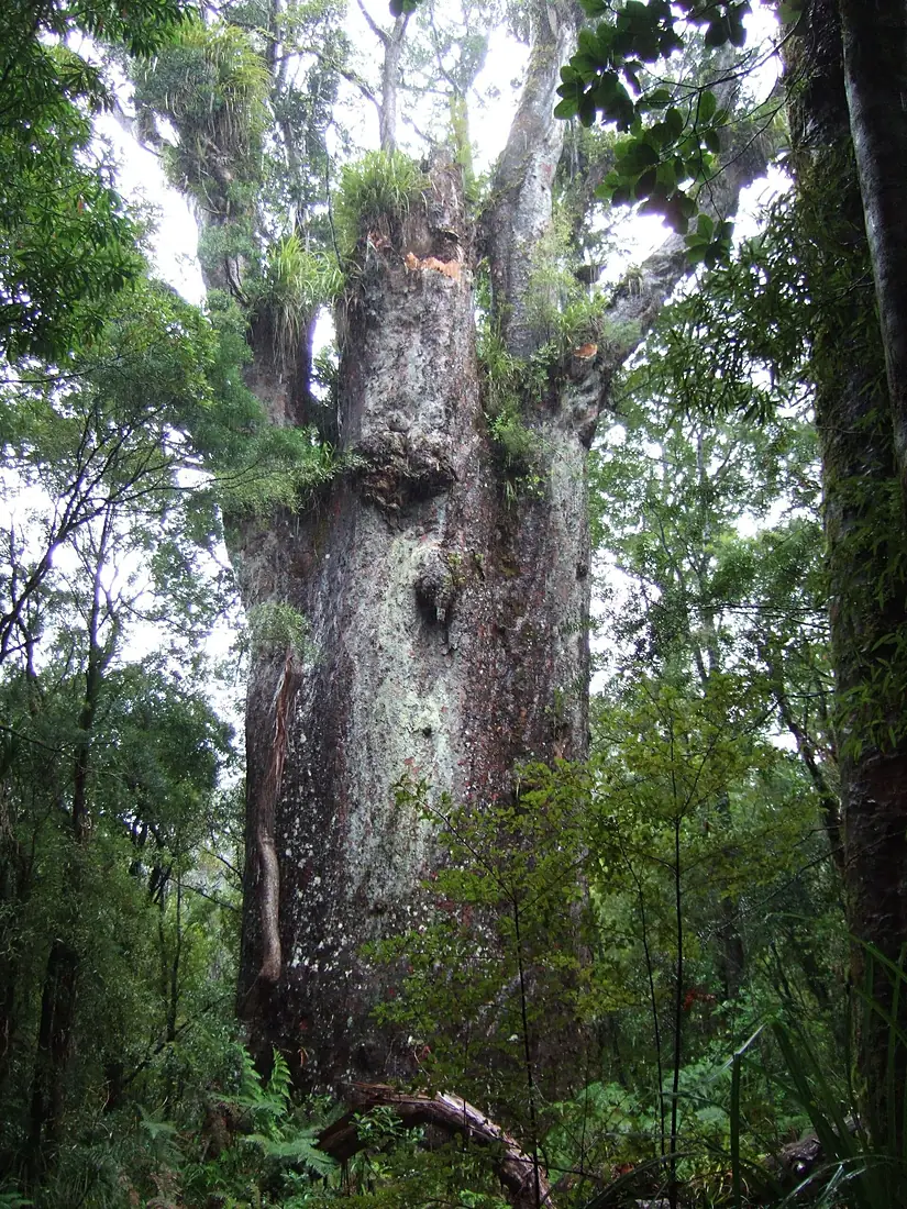 Te Matua Ngahere with damage 2008