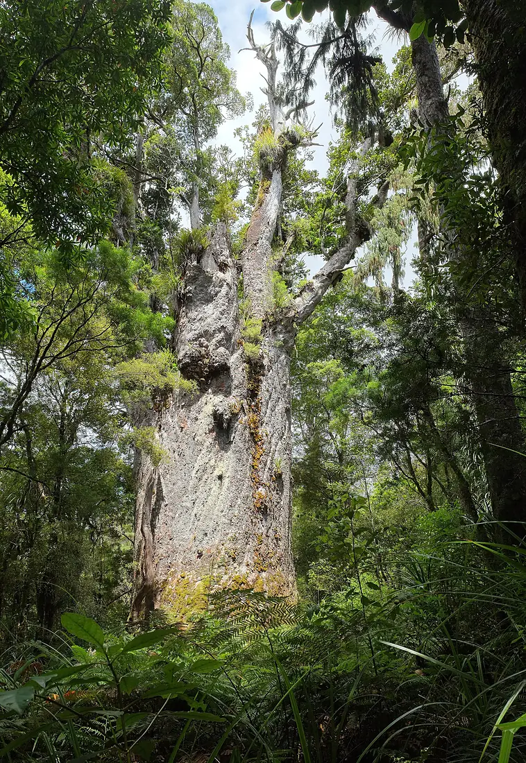 'Father of the Forest' Te Matua Ngahere