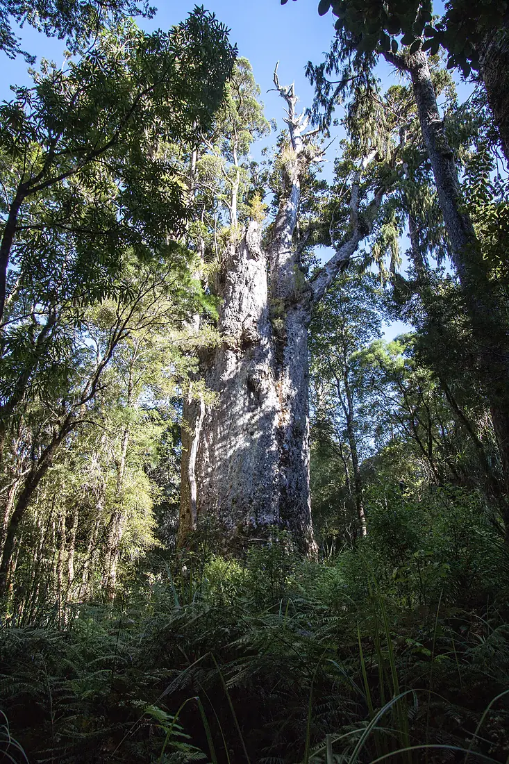 Te Matua Ngahere 2016-01-22 (2)