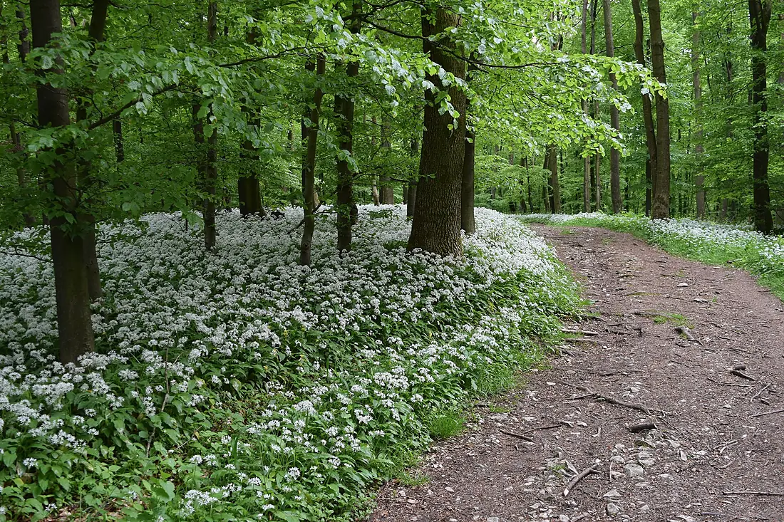 Bärlauchblüte im Teutoburger Wald