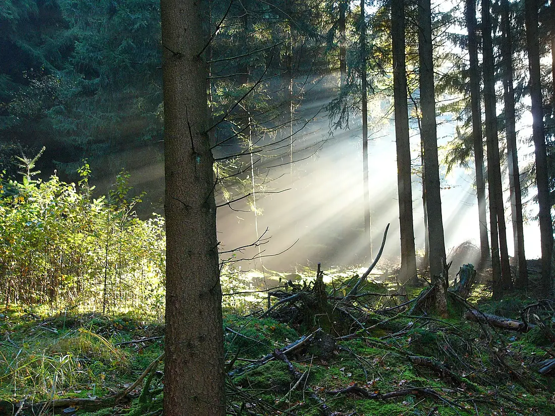 Herbst im Teutoburger Wald 04