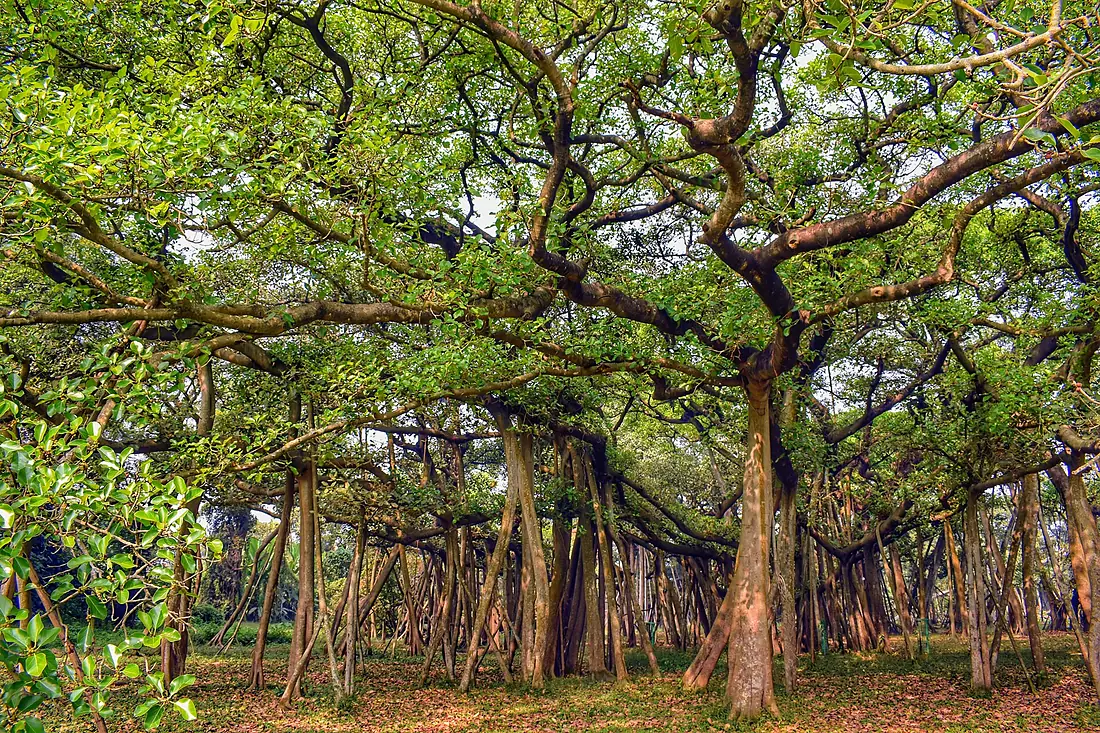 TheGreatBanyanTree November 2021