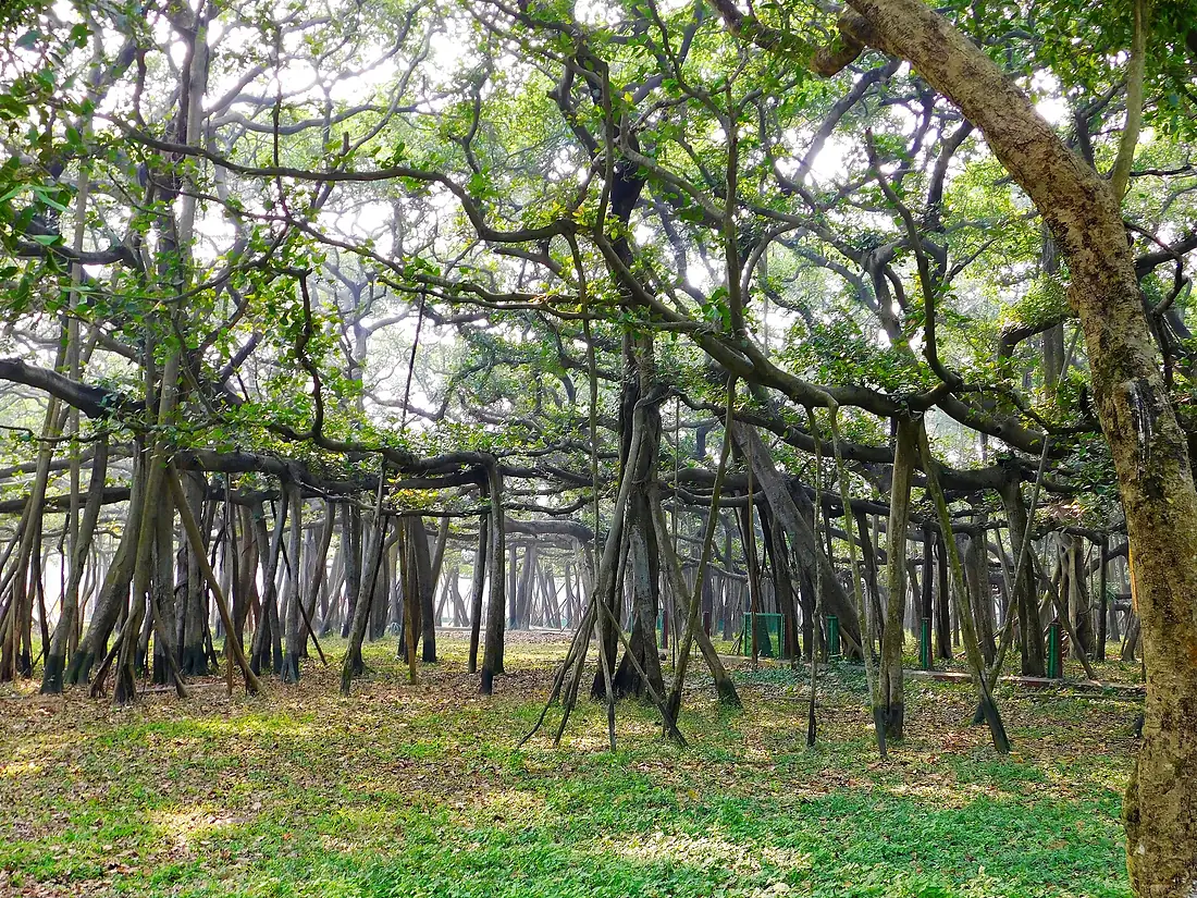 Banyan Tree Botanical Garden