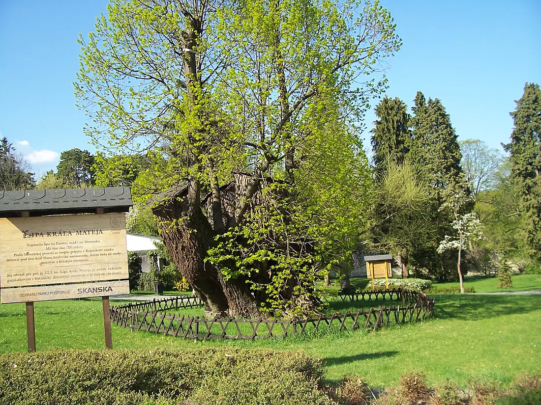Lipa kráľa Mateja, Bojnice. - panoramio