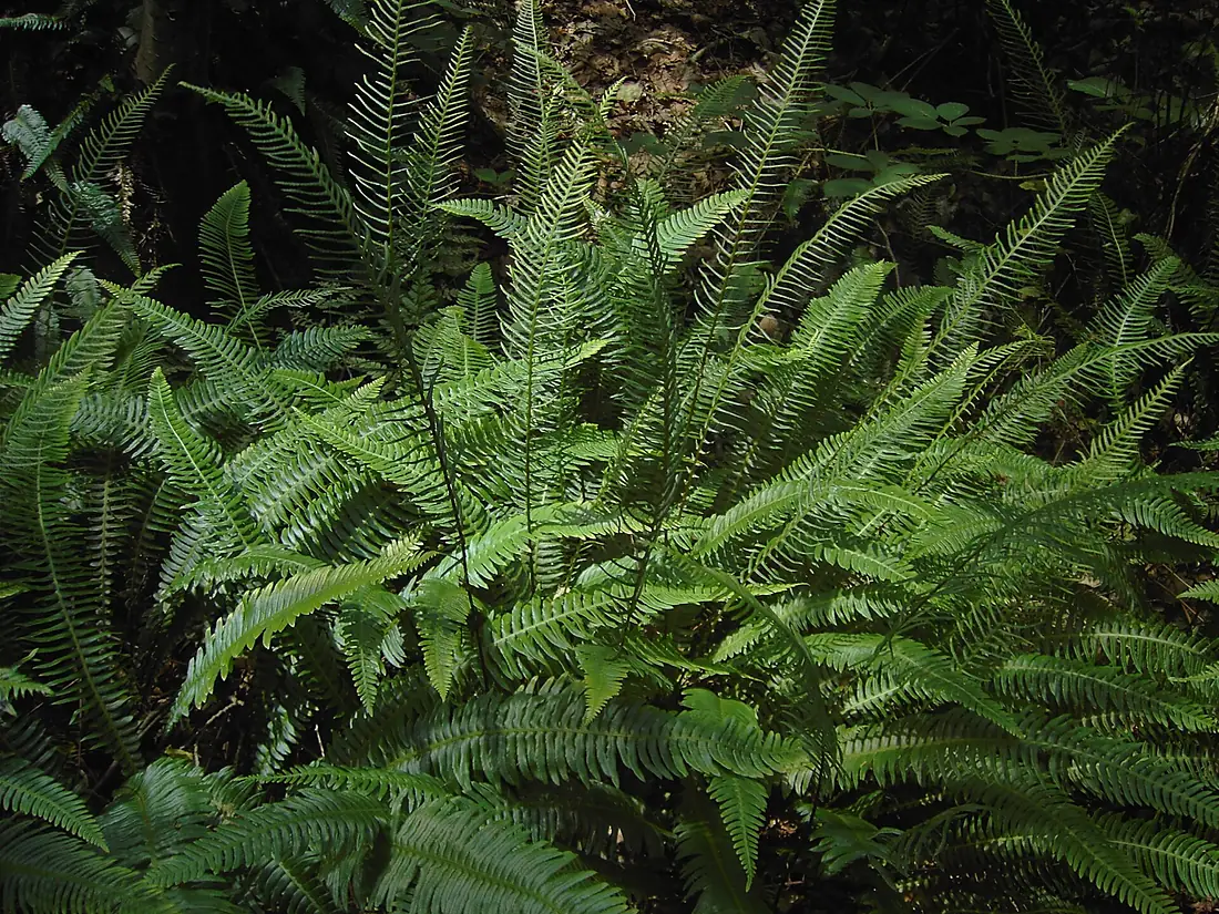 Blechnum spicant (fertile and sterile fronts)