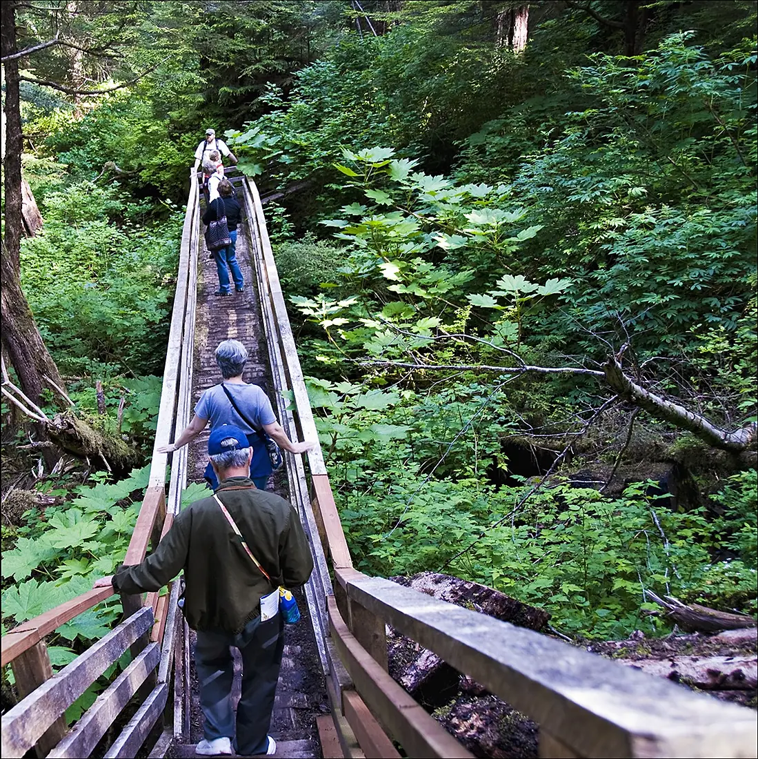 Rain Forest Path - Alaska