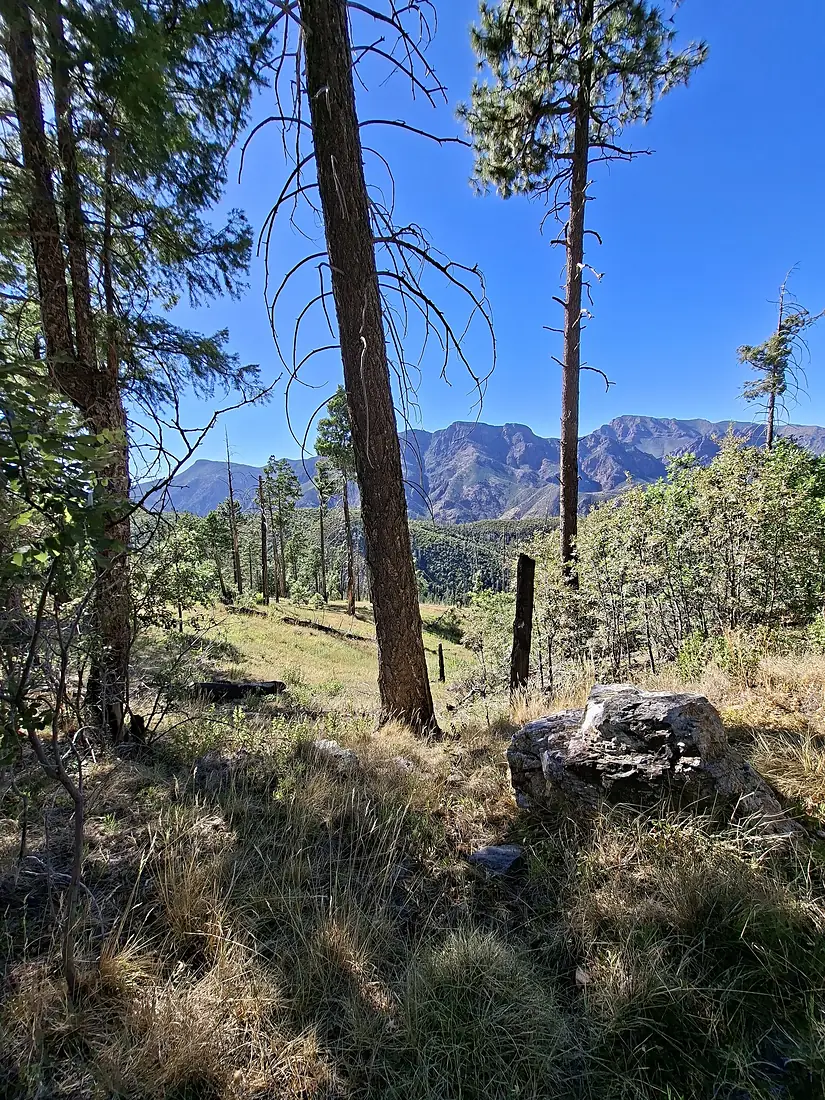 A pine-oak woodland grove near the intersection of the Gold Ridge Trail and Forest Road 201 in Tonto National Forest