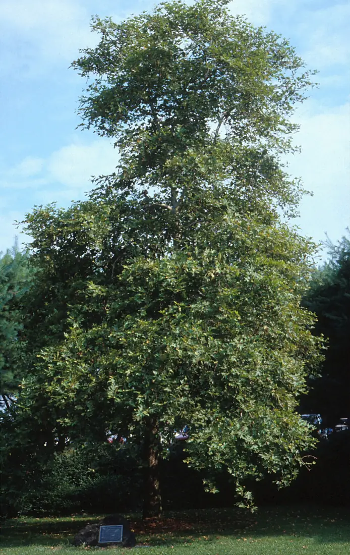 Tree of Hippocrates NIH