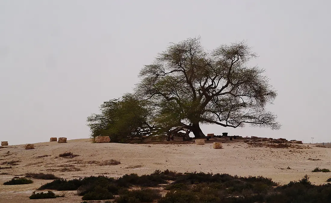 Bahrain Tree of Life 01