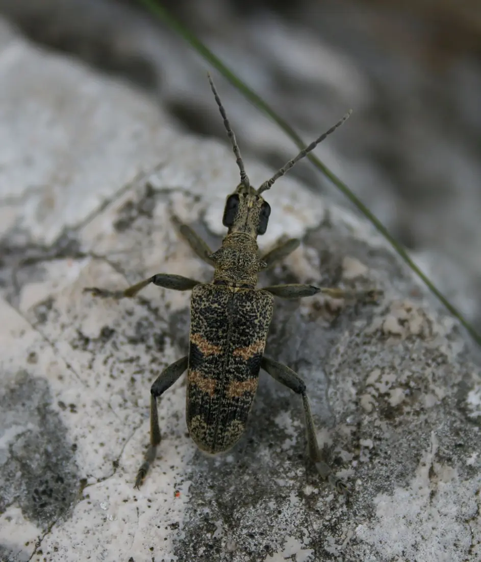 Rhagium mordax 1