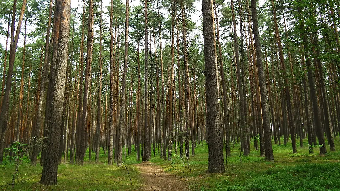 Bory Tucholskie - panoramio
