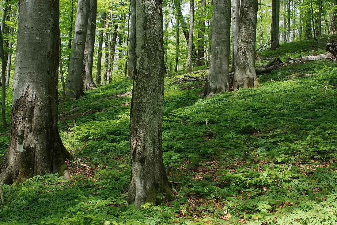 Buchenurwald 2 DSC 2294