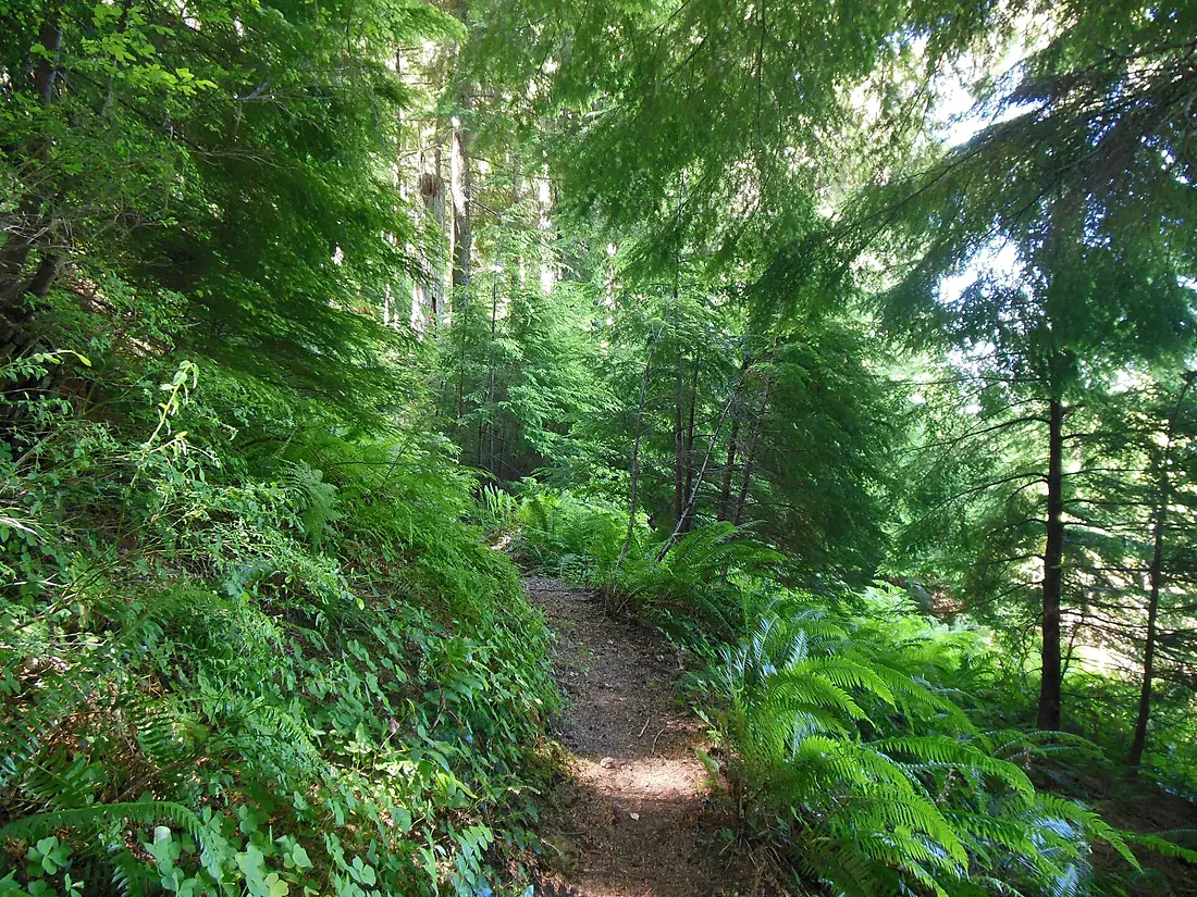 Forest trail, fern, hemlock