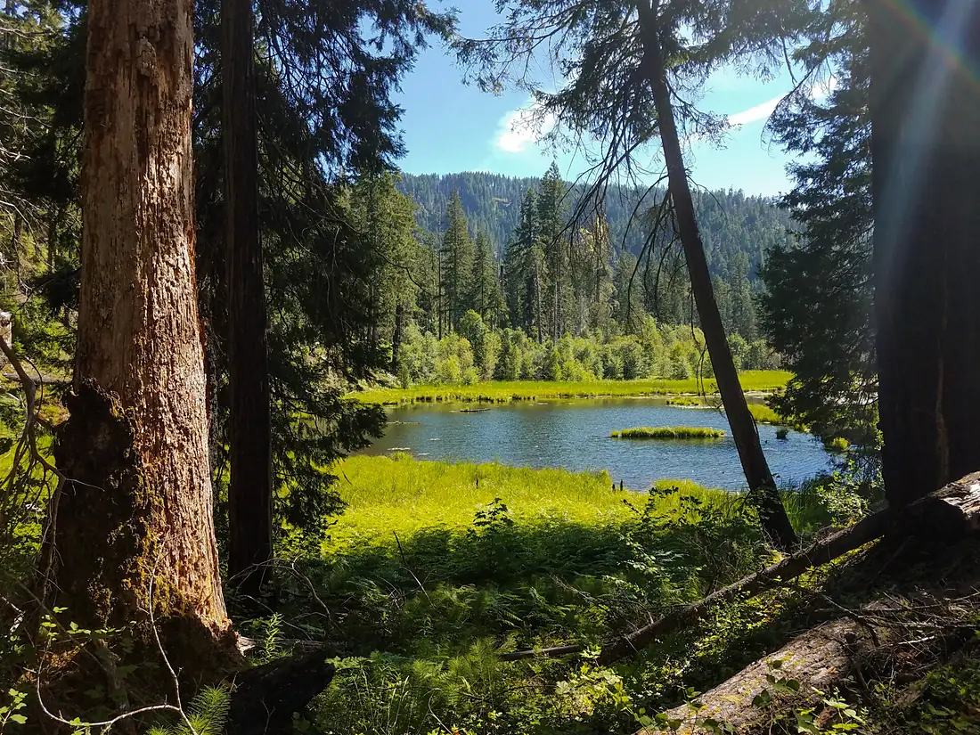 Beaver Swamp Trail, Rogue-Umpqua Divide Wilderness, Umpqua National Forest (39602075691)