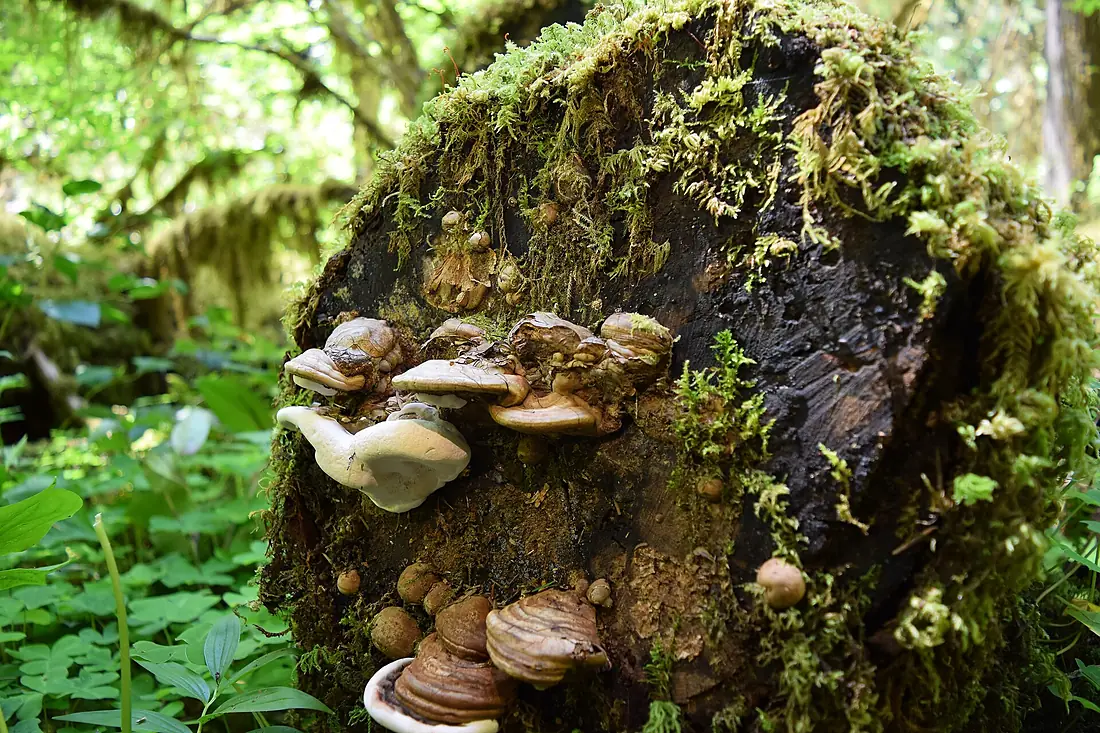 Fungi growing along Brice Creek Trail, Umpqua National Forest (25027620287)