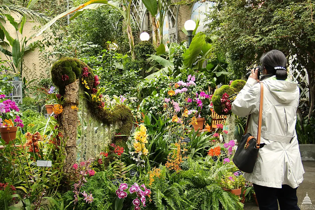 Orchid Symphony exhibit at the U.S. Botanic Garden (12750092225)
